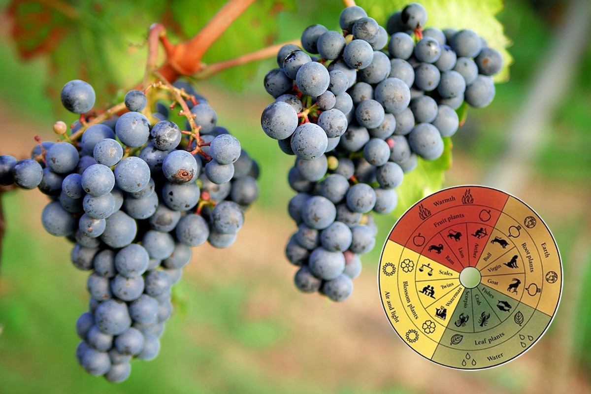 1200 1648740431biodinamica